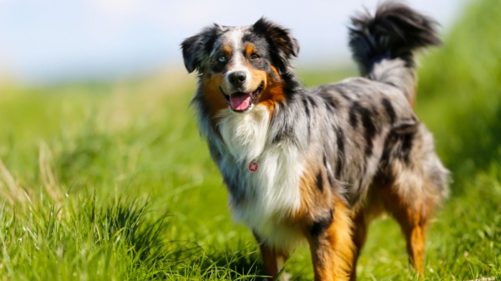 How Much Exercise Does an Australian Shepherd Need? Vet Approved Advice