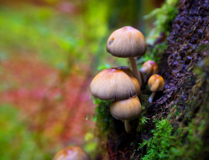 How Do Psilocybin Mushrooms Affect Your Sleep?