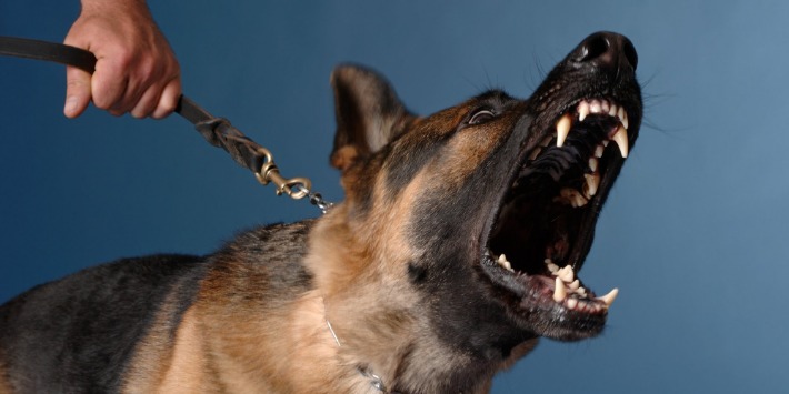 24Petwatch: How to stop a dog or puppy from barking